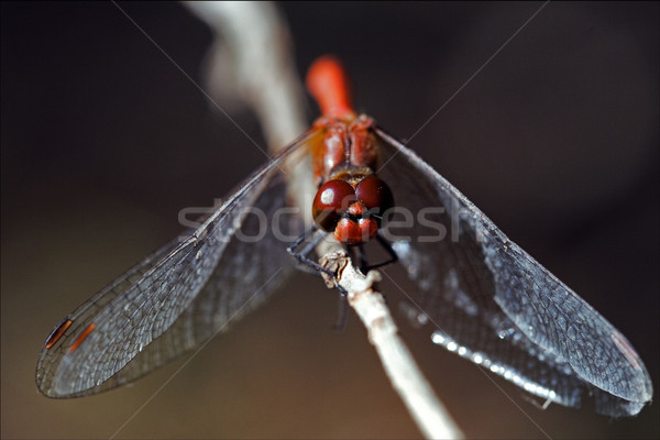 Front czerwony żółty Dragonfly drewna Zdjęcia stock © lkpro