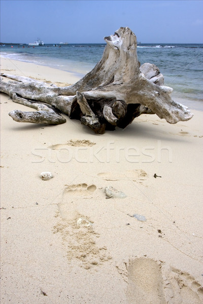 boat  people and tree in  republica dominicana Stock photo © lkpro
