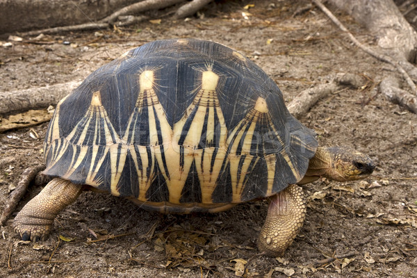 żółwia serca Madagaskar wścibski drzewo Zdjęcia stock © lkpro
