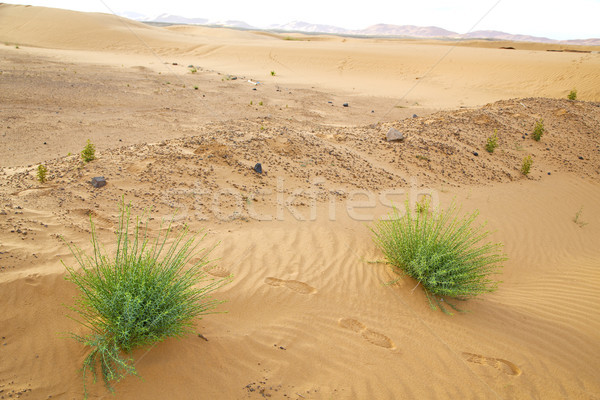 Deserto Marocco sahara africa duna Palm Foto d'archivio © lkpro