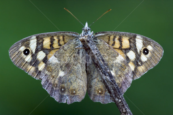 front of wild brown grey orange butterfly  Stock photo © lkpro