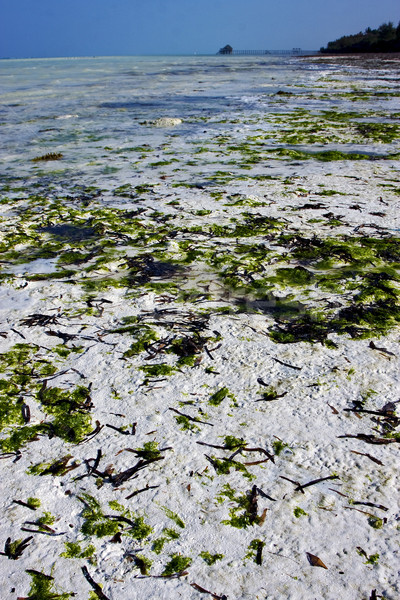 seaweed and coastline Stock photo © lkpro