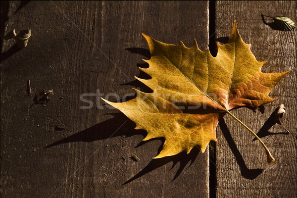 a leaf in autumn in the wood Stock photo © lkpro