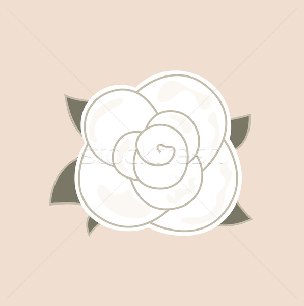 Frumos epocă trandafir izolat palid alb Imagine de stoc © lordalea