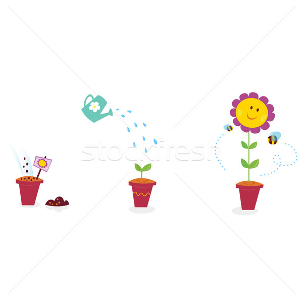 Tuin bloem groei zonnebloem groeiend procede Stockfoto © lordalea