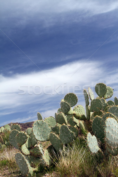 Arizona Desert Stock photo © lorenzodelacosta