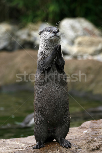 Tapsol imádkozik víz imádkozik vicces állat Stock fotó © lorenzodelacosta