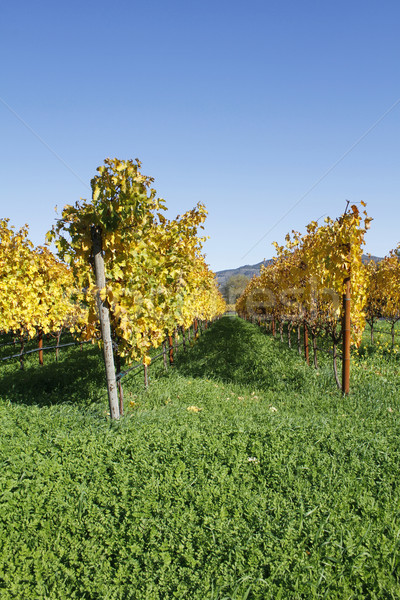 Napa Valley Vineyard Stock photo © lorenzodelacosta