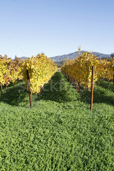 Colorful Vineyard Stock photo © lorenzodelacosta