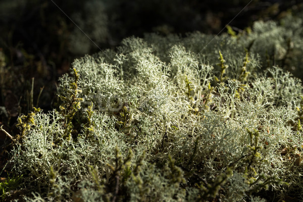 Grey moss forest at Kepler track Stock photo © lostation