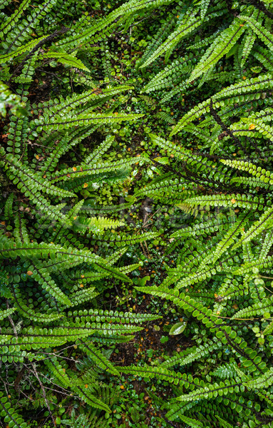 fern forest at Kepler track  Stock photo © lostation