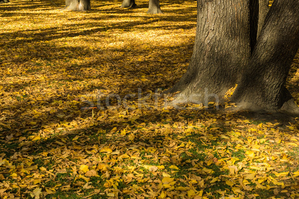 Stockfoto: Bladeren · bomen · najaar · velden · vallen · zonsondergang