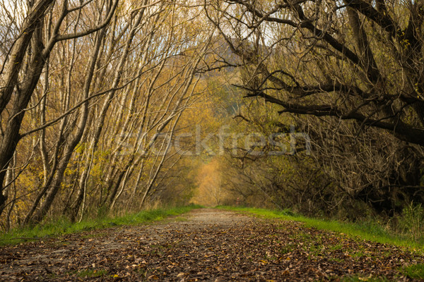 boardwalk/path traverses wetlands Stock photo © lostation
