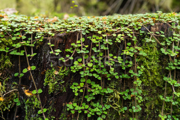 Stock photo: Small green wild plant 