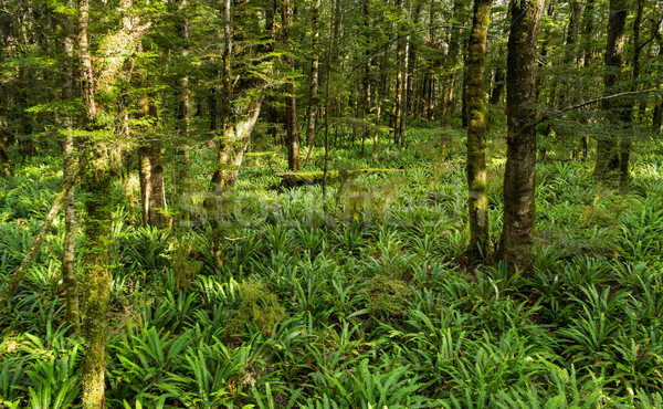 Moos Baum fern Frühling Wald Landschaft Stock foto © lostation