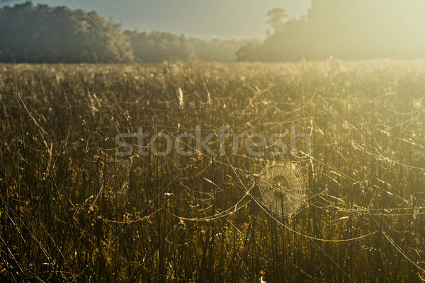 Panza de paianjen urmări Noua Zeelanda iarbă pădure soare Imagine de stoc © lostation