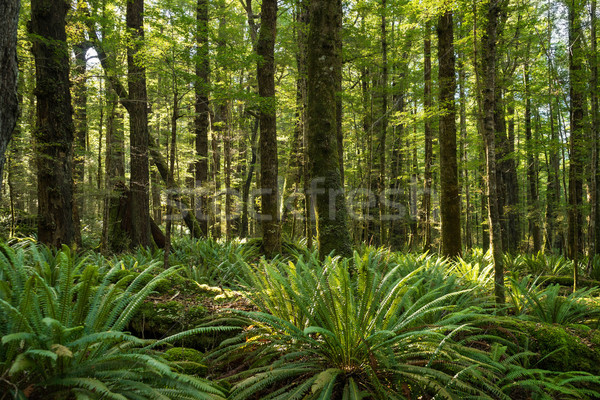 Moha fa páfrány útvonal Új-Zéland erdő Stock fotó © lostation