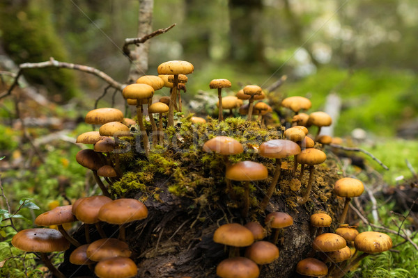 Stock photo: Forrest mushroom at Kepler track