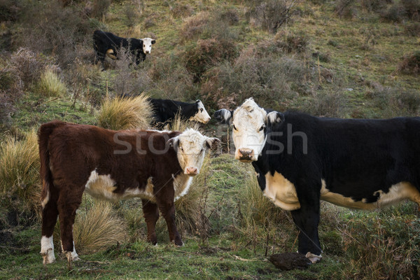 Hereford Cows and calf  Stock photo © lostation