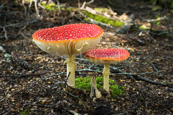 Flyagaric mushroom in New Zealand Stock photo © lostation