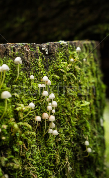 Forrest mushroom at Kepler track Stock photo © lostation