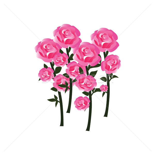 Tenro rosa flores flores vetor isolado Foto stock © Loud-Mango