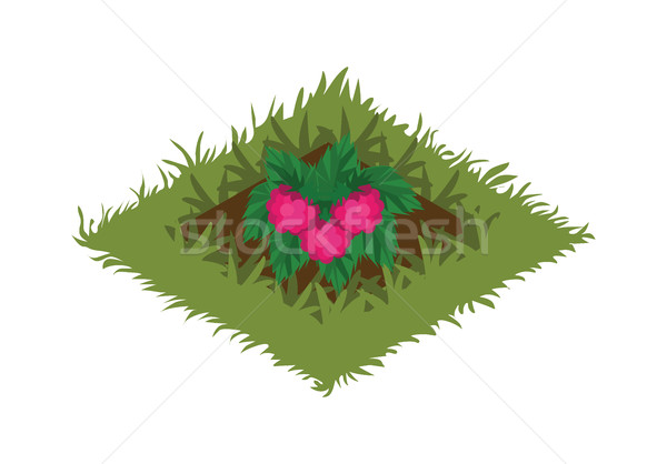 Isometric Cartoon Fruit Garden Bed Planted with Raspberry Bush Stock photo © Loud-Mango