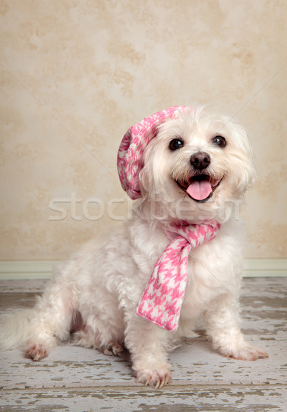 модный моде согласование Hat шарф сидят Сток-фото © lovleah