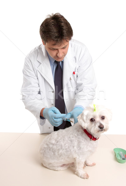 Vet giving dog injectable medication Stock photo © lovleah