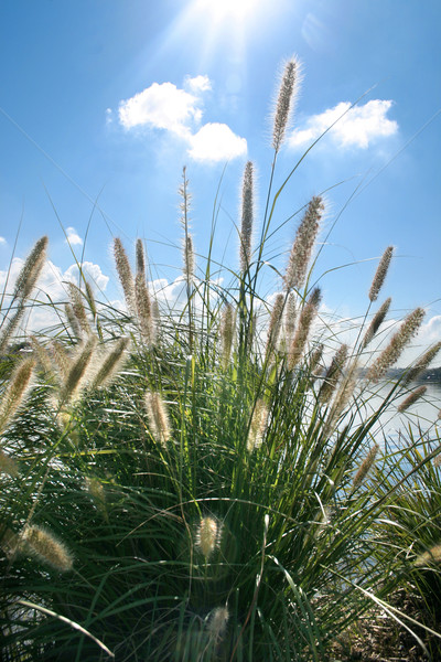 Zonnestralen gras bloei omhoog Stockfoto © lovleah