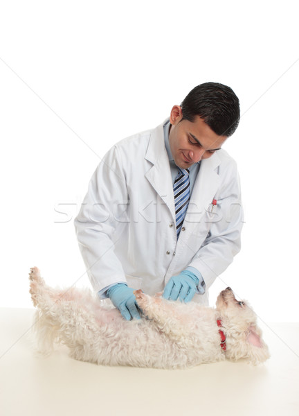 A dog being examined by vet Stock photo © lovleah