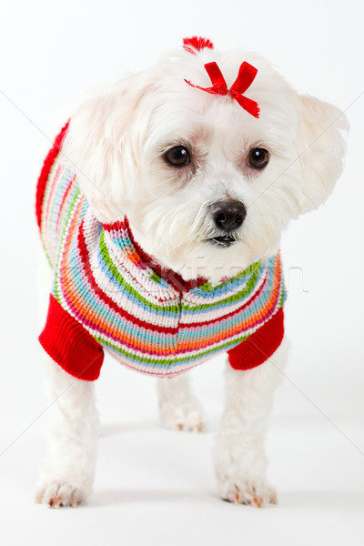 Cute Maltese terrier puppy dog Stock photo © lovleah