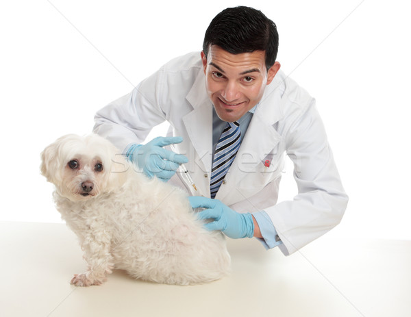 Vet giving pet dog immunisation or other treatment Stock photo © lovleah
