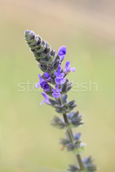 Lavendel zunehmend zentrale Westen Frühling lila Stock foto © lovleah