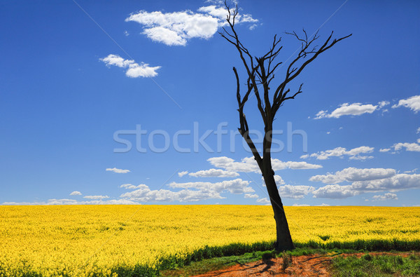 Bare tree and golden canola in spring sunshine Stock photo © lovleah