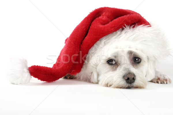 Christmas Pooch Stock photo © lovleah