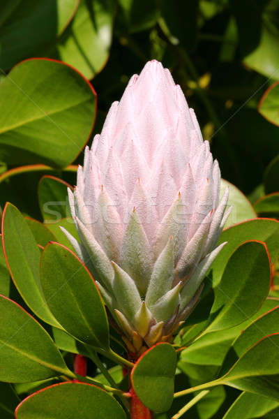 Pale Pink Protea Cynaroides Stock photo © lovleah