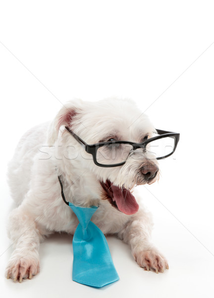 Stock foto: Smart · Hund · überrascht · intelligente · tragen · Krawatte
