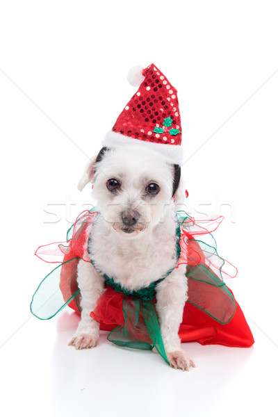 Puppy dog wearing a red and green dress Stock photo © lovleah