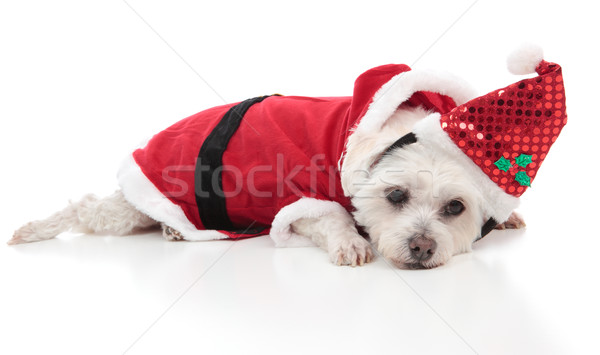 Maltese dog wearing a santa costume Stock photo © lovleah