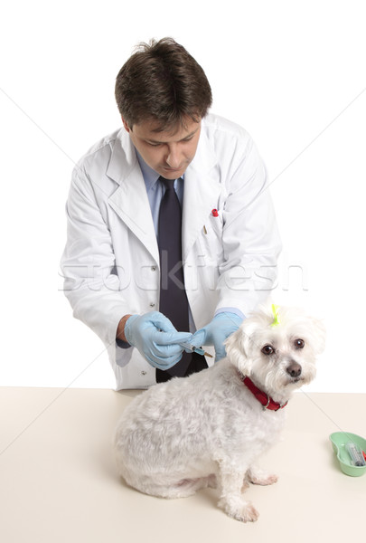 Vet giving dog injectable medication Stock photo © lovleah