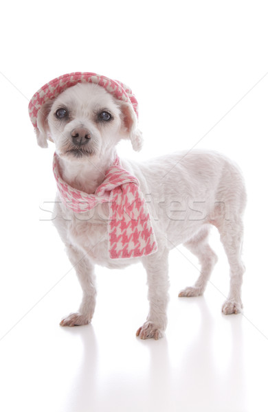 Stock photo: Pet dog wearing winter hat and scarf