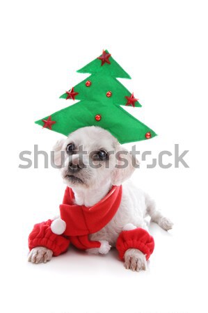 Pet Jester or Christmas Elf Stock photo © lovleah