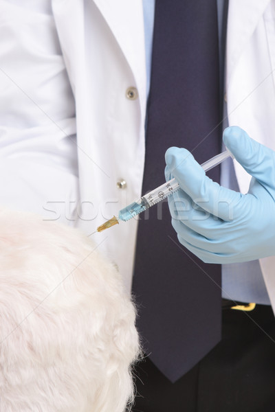 Vet giving animal injection Stock photo © lovleah