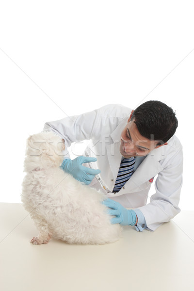 Kutya gyógyszer oltás állatorvos injekciós tű orvos Stock fotó © lovleah