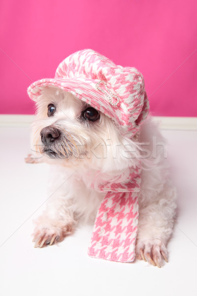 Pampered maltese terrier Stock photo © lovleah