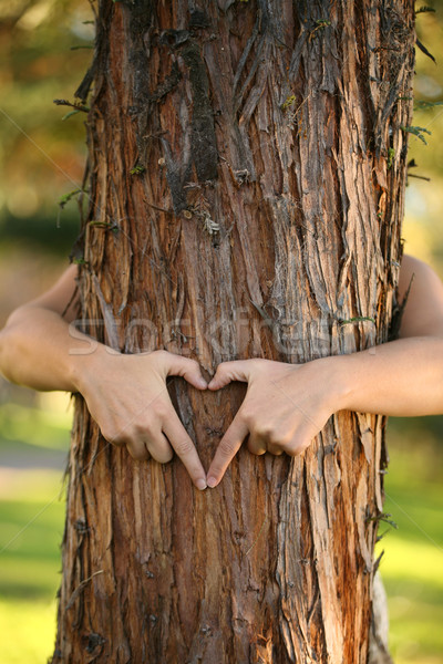 Nature amoureux bras autour arbre de pin doigts Photo stock © lovleah