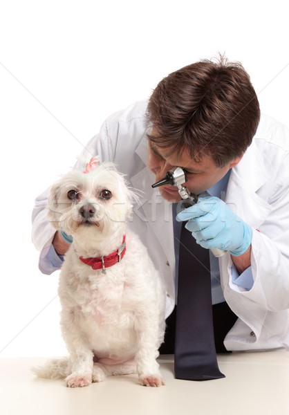 Vet inspecting dogs ears Stock photo © lovleah