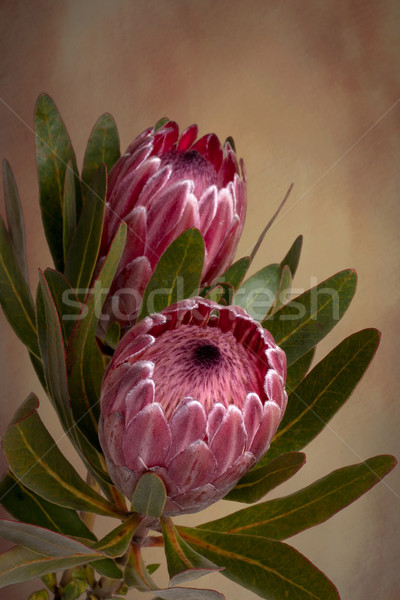 Pink Protea Proteaceae flower Stock photo © lovleah