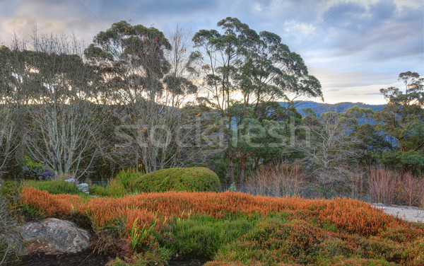Blue Mountains Australia Stock photo © lovleah